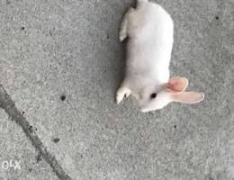 Ù„Ù„Ø¨ÙŠØ¹ Ø§Ø±Ù†Ø¨ for sale rabbit