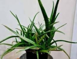 Aloevera