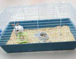 Ù„Ù„Ø¨ÙŠØ¹ Ø§Ø±Ù†Ø¨ Ø§Ù„ÙŠÙ For sale pet rabbit