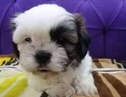 Shih tzu for sale