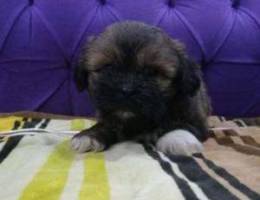 Shih Tzu for sell