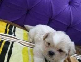 Shih Tzu for sell