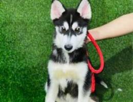 Puppy Husky