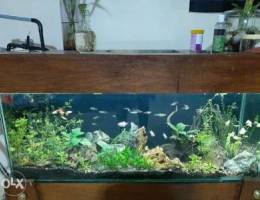 Fish tank