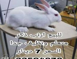 Rabbit for sale