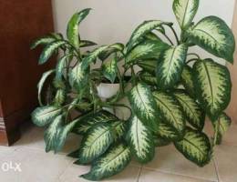 Indoor Plants