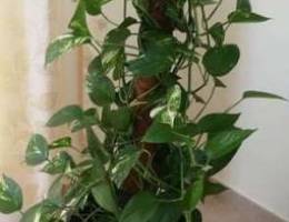 Money Plant