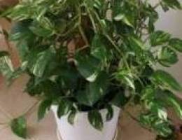 Money Plant