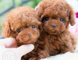 Male and female teacup Poodle puppies avai...