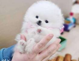 Friendly teacup Pomeranian puppies looking...