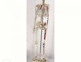 Model of human skeleton