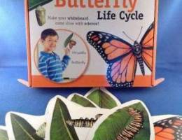 Giant Magnet Butterfly Life Cycle