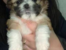 Female Shih Tzu