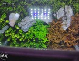 Planted aquarium tank for sale.