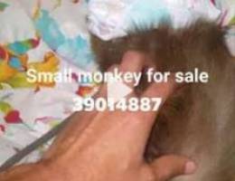 Small monkey for sale