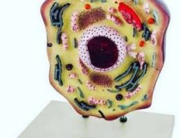 Animal Cell Model, Hand Painted