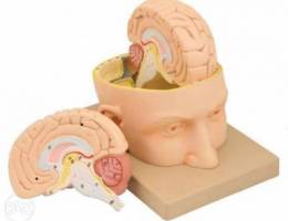 Model Human Head & Brain