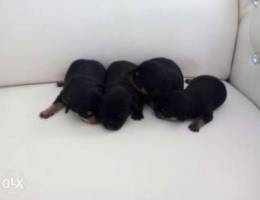 Miniature pinscher puppy