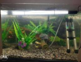 Fish tank for sale