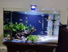 Aquarium for sale