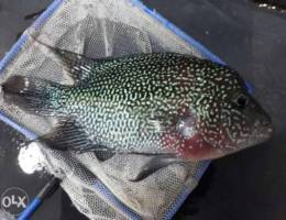 Kamfa male flowerhorn