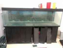 Fish Aquarium