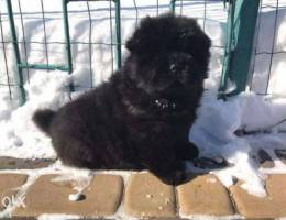 Chow Chow puppies