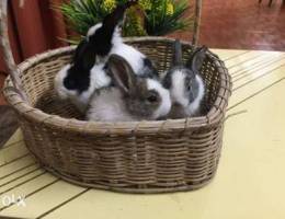 4 bunnies for sale (4 weeks old)