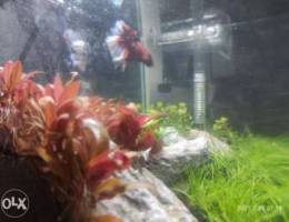 Planted aquarium for sale.