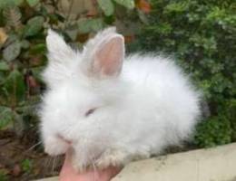 rabbit angora