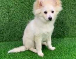 Pomeranian Mix