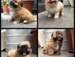 shih tzu puppy