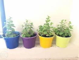 Mint plants