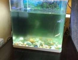 fish aquarium