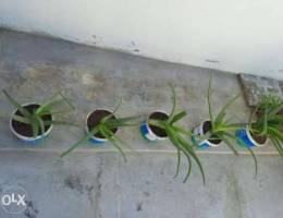 Plants aloe vera for sale