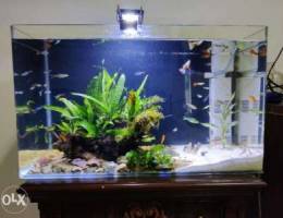 Planted aquarium for sale