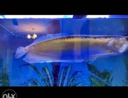 Big silver Arowana