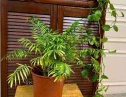 2 Plants for sale; indoor home