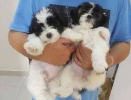 Shih tzu's for Sale