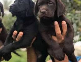 Labrador puppy