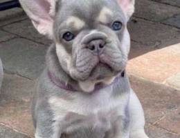 French bulldog puppy