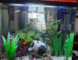 Beautiful Aquarium for sale