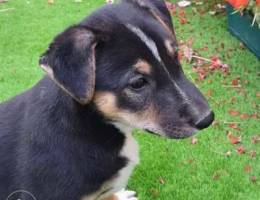 mixed breed puppy