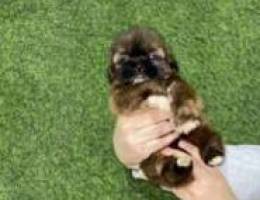 pure shih tzu 1 month old female