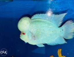 Flowerhorn