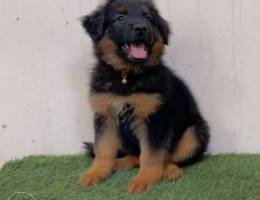 Show line German shepherd fci for sale