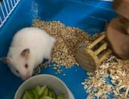 male hamsters