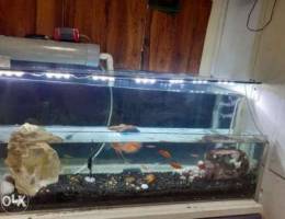 Double Decker tank for sale