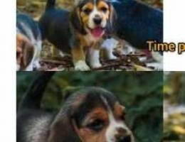 Imported beagle puppys