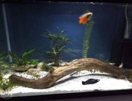 For sale 15 Gallon Aquarium. ( READ DESCRI...